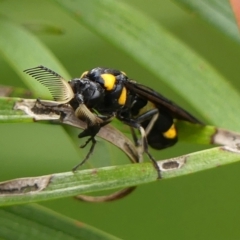 Pterygophorus cinctus at Braemar, NSW - 1 Mar 2023