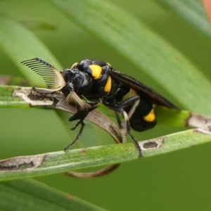 Pterygophorus cinctus at Braemar, NSW - 1 Mar 2023