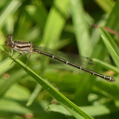 Austroagrion watsoni (Eastern Billabongfly) at Wingecarribee Local Government Area - 2 Mar 2023 by Curiosity