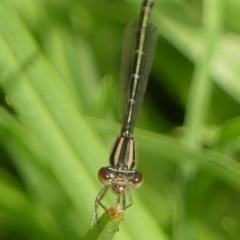 Austroagrion watsoni at Braemar, NSW - 2 Mar 2023