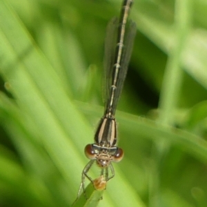 Austroagrion watsoni at Braemar, NSW - 2 Mar 2023