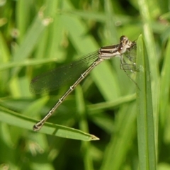 Austroagrion watsoni at Braemar, NSW - 2 Mar 2023