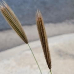 Chloris virgata (Feathertop Rhodes Grass) at Canberra, ACT - 8 Mar 2023 by trevorpreston