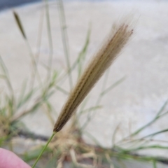 Chloris virgata at Canberra, ACT - 8 Mar 2023