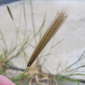 Chloris virgata at Canberra, ACT - 8 Mar 2023