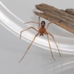 Steatoda sp. (genus) (False Redback) at Jerrabomberra, NSW - 8 Mar 2023 by MarkT