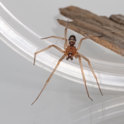 Unidentified Spider (Araneae) at QPRC LGA - 8 Mar 2023 by MarkT