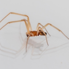 Steatoda sp. (genus) at Jerrabomberra, NSW - suppressed