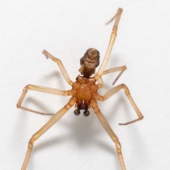 Steatoda sp. (genus) at Jerrabomberra, NSW - suppressed