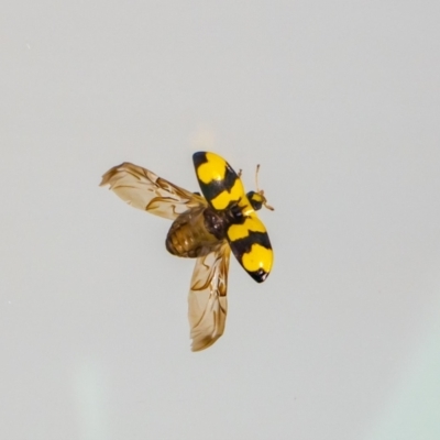 Illeis galbula (Fungus-eating Ladybird) at Jerrabomberra, NSW - 8 Mar 2023 by MarkT