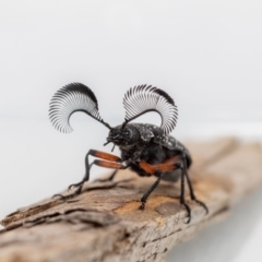 Rhipicera femorata (Feather-horned beetle) at Jerrabomberra, NSW - 8 Mar 2023 by MarkT