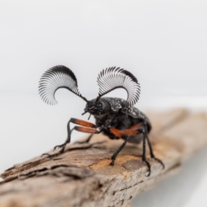 Rhipicera (Agathorhipis) femorata at Jerrabomberra, NSW - suppressed