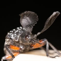 Rhipicera (Agathorhipis) femorata at Jerrabomberra, NSW - suppressed