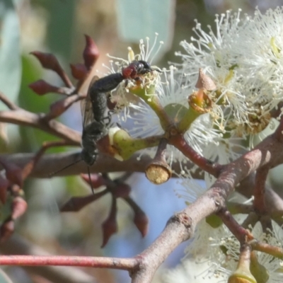 Tiphiidae (family) (Unidentified Smooth flower wasp) at Queanbeyan West, NSW - 8 Mar 2023 by Paul4K