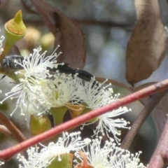 Tiphiidae sp. (family) at Queanbeyan West, NSW - 8 Mar 2023