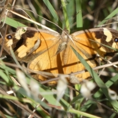 Heteronympha merope (Common Brown Butterfly) at Queanbeyan West, NSW - 9 Mar 2023 by Paul4K