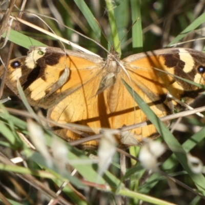 Heteronympha merope (Common Brown Butterfly) at QPRC LGA - 8 Mar 2023 by Paul4K
