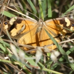 Heteronympha merope (Common Brown Butterfly) at Bicentennial Park - 8 Mar 2023 by Paul4K