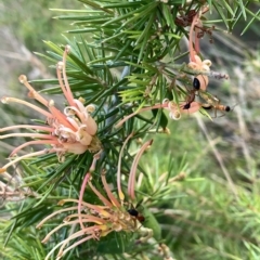 Grevillea juniperina (Grevillea) at Corrowong, NSW - 8 Mar 2023 by BlackFlat