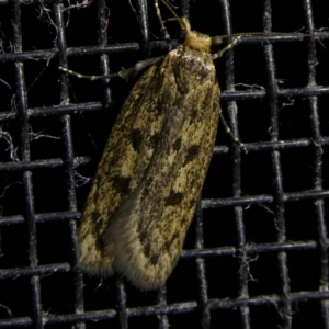 Hofmannophila pseudospretella at Charleys Forest, NSW - suppressed