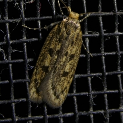 Hofmannophila pseudospretella (Brown House Moth) at QPRC LGA - 8 Mar 2023 by arjay