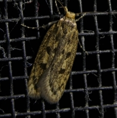 Hofmannophila pseudospretella (Brown House Moth) at Charleys Forest, NSW - 8 Mar 2023 by arjay