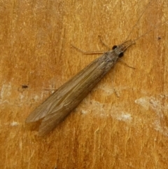 Leptoceridae sp. (family) (Long-horned caddisfly) at Charleys Forest, NSW - 8 Mar 2023 by arjay