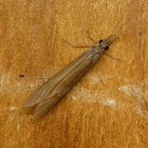 Leptoceridae sp. (family) at Charleys Forest, NSW - suppressed