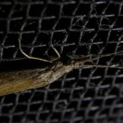 Leptoceridae sp. (family) at Charleys Forest, NSW - suppressed