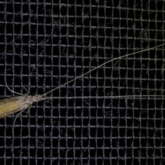 Leptoceridae sp. (family) at Charleys Forest, NSW - suppressed