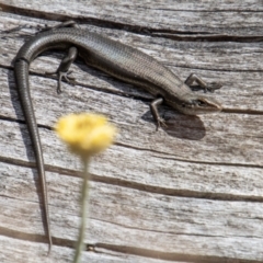 Pseudemoia entrecasteauxii (Woodland Tussock-skink) at Cotter River, ACT - 8 Mar 2023 by SWishart