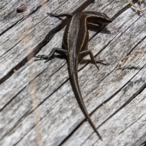 Pseudemoia spenceri at Cotter River, ACT - 8 Mar 2023 11:53 AM