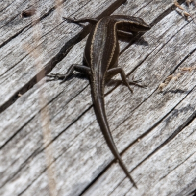 Pseudemoia spenceri (Spencer's Skink) at Namadgi National Park - 8 Mar 2023 by SWishart