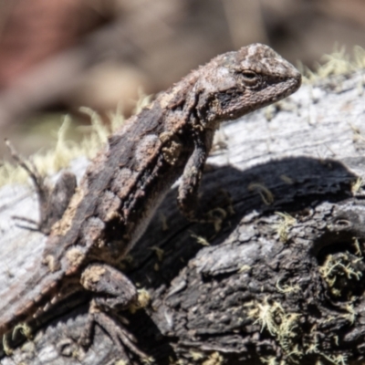 Rankinia diemensis (Mountain Dragon) at Namadgi National Park - 8 Mar 2023 by SWishart