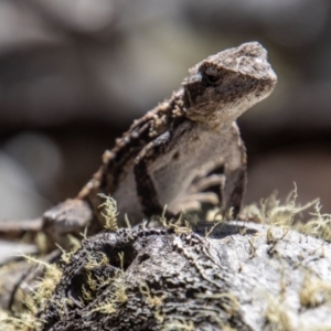 Rankinia diemensis at Cotter River, ACT - 8 Mar 2023