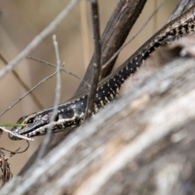 Eulamprus heatwolei (Yellow-bellied Water Skink) at Namadgi National Park - 8 Mar 2023 by SWishart