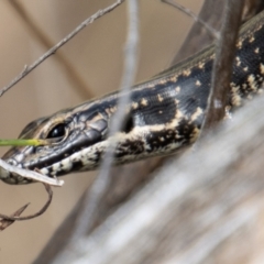 Eulamprus heatwolei at Cotter River, ACT - 8 Mar 2023 01:52 PM