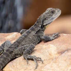 Intellagama lesueurii howittii (Gippsland Water Dragon) at Namadgi National Park - 8 Mar 2023 by SWishart