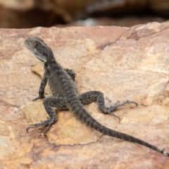 Intellagama lesueurii howittii at Cotter River, ACT - 8 Mar 2023