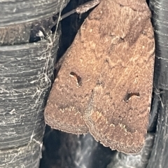 Proteuxoa hypochalchis (Black-bar Noctuid) at Braddon, ACT - 9 Mar 2023 by Hejor1