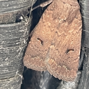 Proteuxoa hypochalchis at Braddon, ACT - 9 Mar 2023