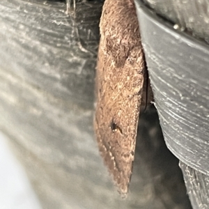 Proteuxoa hypochalchis at Braddon, ACT - 9 Mar 2023