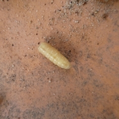 Unidentified Insect at Charleys Forest, NSW - 8 Mar 2023 by arjay