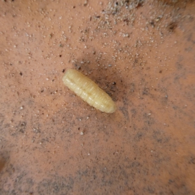 Unidentified Insect at Charleys Forest, NSW - 8 Mar 2023 by arjay