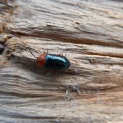 Lamprolina sp01 (Lamprolina discoidalis or Unidentified) at Charleys Forest, NSW - 8 Mar 2023 by arjay