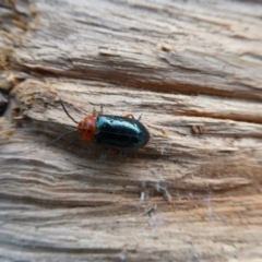 Lamprolina (genus) (Pittosporum leaf beetle) at Charleys Forest, NSW - 7 Mar 2023 by arjay