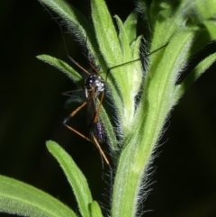 Gynoplistia sp. (genus) (Crane fly) at Mongarlowe River - 7 Mar 2023 by arjay