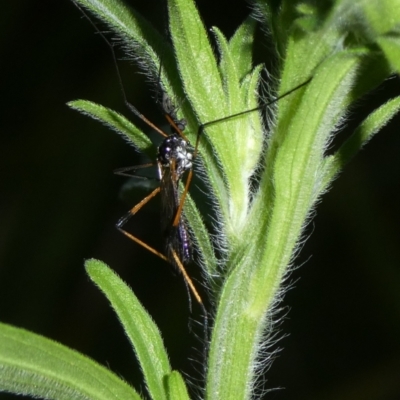 Gynoplistia sp. (genus) (Crane fly) at Charleys Forest, NSW - 7 Mar 2023 by arjay