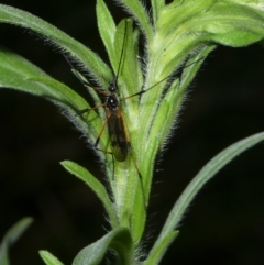 Gynoplistia sp. (genus) at Charleys Forest, NSW - 7 Mar 2023
