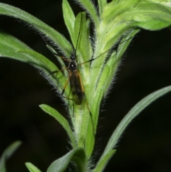 Gynoplistia sp. (genus) at suppressed - 7 Mar 2023